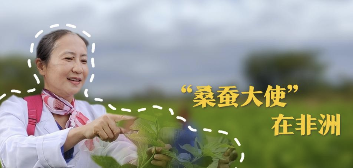 “桑蚕大使”陈雄珍在非洲 十年八次赴非洲埃塞俄比亚